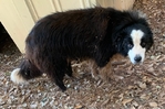Found male dog looks like border collie mix