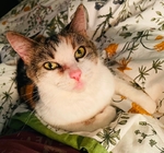 Lost Cat