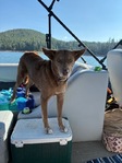 Lost dog Thumbnail