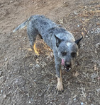 Australian Cattle Dog (Queensland Heeler) Found July 26, 2026