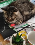 Lost cat Thumbnail