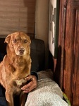 Lost dog Thumbnail