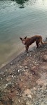 Lost dog Thumbnail