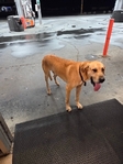 Found Dog near Jamestown Thumbnail