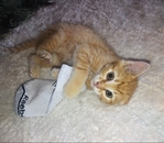LOST CAT NEAR COLUMBIA AIRPORT