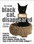 Lost cat